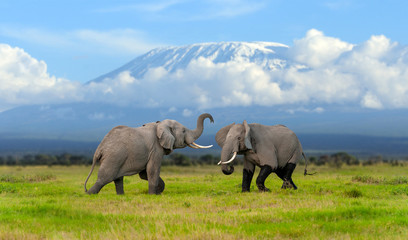 elephant with a snow covered mount kilimanjaro in the background