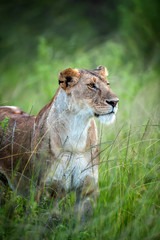 Canvas Print - Portrait of a female lion in the grass of the National park of Kenya