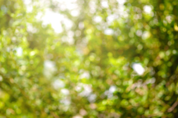 Wall Mural - beautiful blurred tree and bokeh tree nature for background