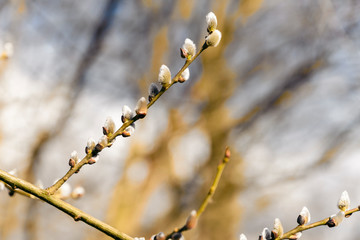 Sticker - Budding willow buds on a twig.