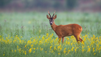 Wall Mural - Cute roe deer, capreolus capreolus, buck looking into camera on a summer morning. Attentive wild animal listening in natural habitat with atmosphere of early morning.