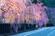 角館の武家屋敷通りの桜のライトアップ