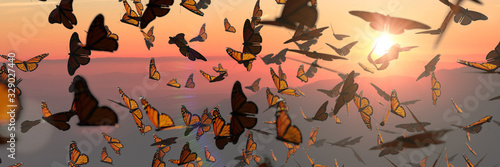 Fotomural swarm of monarch butterflies, Danaus plexippus group during sunset