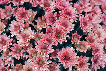 Colourful Daisies Backdrop Plant Surface