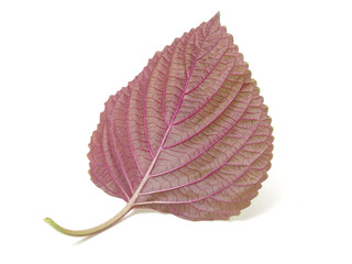 Wall Mural - Perilla (Shiso) Leaf on white background