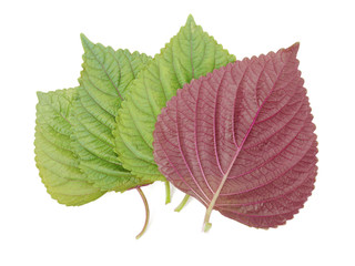 Wall Mural - Perilla (Shiso) Leaf on white background