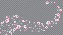 Rose On Transparent. Realistic Flying Petals For Banner Design. Spring Flowers Blooming. Modern Closeup For Concept Design.