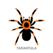 tarantula flat icon on white transparent background. You can be used black ant icon for several purposes.	