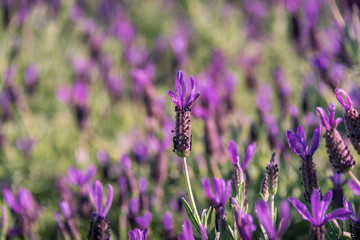 Poster - Close up of blooming lavender flower in the field