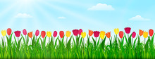 Spring Nature Landscape With Colorful Tulips, Green Grass And Blue Sky. Vector Illustration
