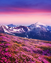 Rhododendron Flowers Covered Mountains Meadow In Summer Time. Purple Sunrise Light Glowing On Snowy Peaks On Background. Landscape Photography