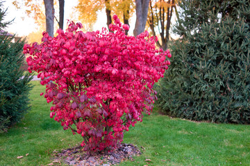 autumn bush with red leaves. unique bright tree in a botanical park.
