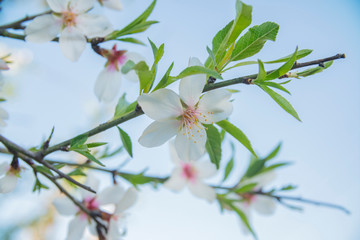 Wall Mural - background flowers of the almond tree blooming in spring close up