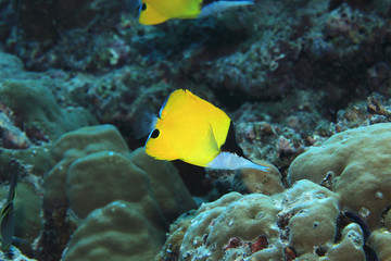 Wall Mural - Longnose butterflyfish