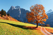 © Ivan Kmit - Picturesque autumn landscape with orange tree, green meadow and blue mountains in Grindelwald village in Swiss Alps