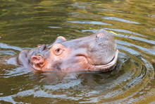 Hippopotamus Amphibius In Water With Head Above Surface