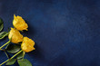 © Katecat - Three yellow roses on dark blue background with a space for a text