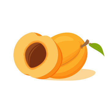 fruit half apricot with a stone.concept for vegan sites, eco food. realistic ripe fruit vector illus