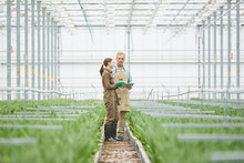 Full Length Portrait Of Two Workers Standing In Middle Of Greenhouse Plantation, Copy Space