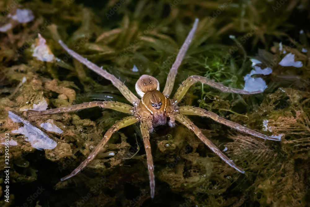 Grey Raft Spiders Raft spider walks on water Stock Photo | Adobe Stock