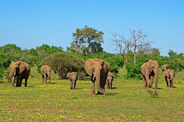 Wall Mural - Herd of elephants in the flowers