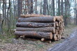  drzewa wycięte  , tekstura, drewna, stary, deseń, drewniane, drewno, bory , lasy wycinka , wycinka drzew , wycinanie lasów , wycinanie borów