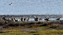 Redshank, Curlew, Black-tailed Godwit And Many Others Wader Birds In Habitat.