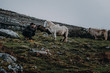 Irland Pferd mit Fotograf