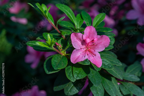 Azaleas tropical flower.