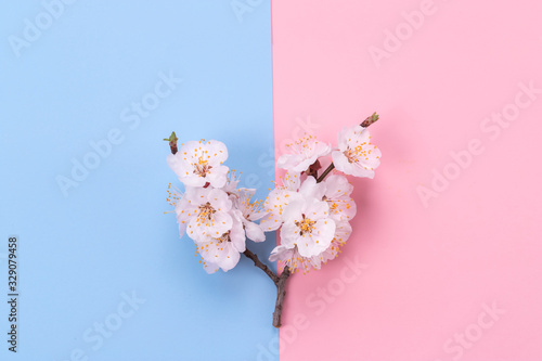 Fresh spring apricot flowers on pink paper background