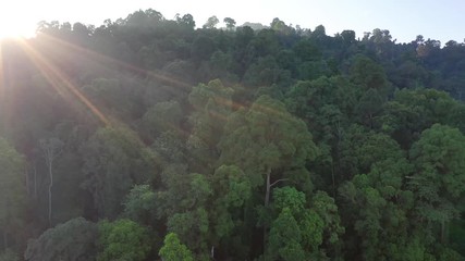 Wall Mural - Rainforest jungle at sunrise. Dawn in the forest 