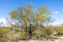 Mesquite "nurse' Tree And A Small Saguaro Cactus