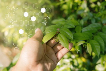 People 's hand holding natural green leaves on bokeh and sun light with copy space. Beautiful green nature background. Safe world and ecology concept.