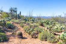A Variety Of Cactus Grow On A Hillside In The Desert