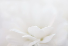Closeup Beautiful Abstract White Flower Floral Blurred Backdrop