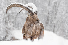 Ibex Mountain Coverde By Snow (Capra Ibex)