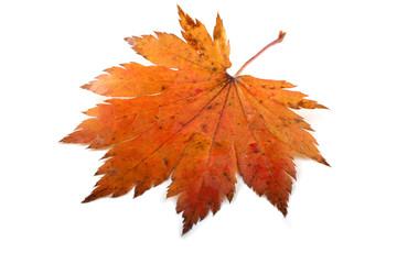 Wall Mural - Autumn maple leaf