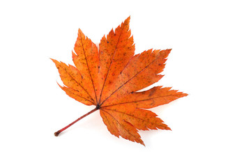 autumn maple leaf