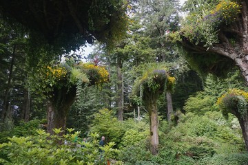 juneau, alaska, usa: glacier gardens is a rain forest botanical garden in the tongass national fores