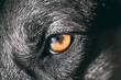 © Great Brut Here - Close Up Eye Pupil Of Black Dog. Dogs Eye