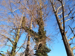 tree and blue sky