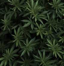Background Of Young Shoots Of Marijuana. Growing Organic Cannabis On The Farm. Wallpaper Of Marijuana.