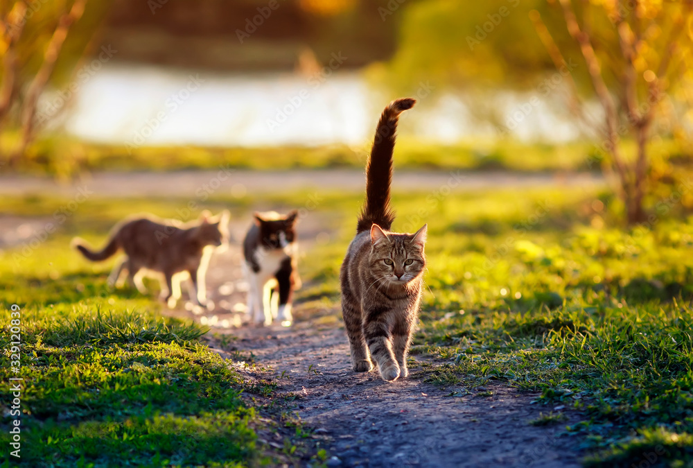 three cats run along a green path in the garden on a Sunny warm day in may - obrazy, fototapety, plakaty 