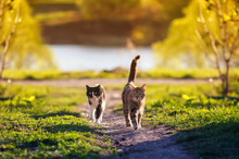 Two Cats Run Across A Green Meadow In May Sunny Warm Day