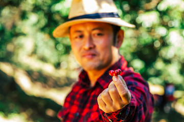 The farmers hold fresh coffee beans in hand.