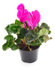 Poster - Cyclamen flowers in a pot.