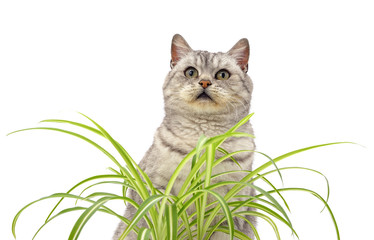 Cat and grass.