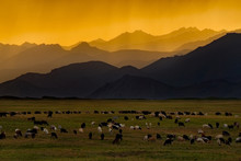 Kyrgyzstan. Grazing Sheep And Goats Against The Background Of The Sun Rays At Sunset Break Through The Gloomy Rainy Clouds