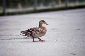 portrait of one duck walking on the road