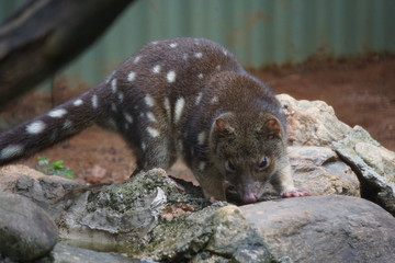 Tiger Quoll